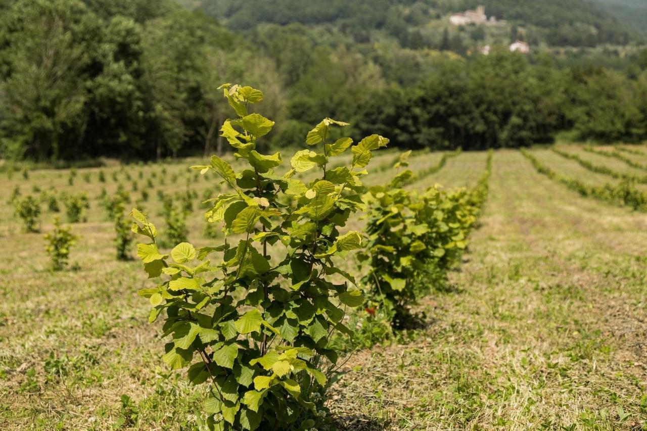 Podere Groppini Fivizzano Buitenkant foto